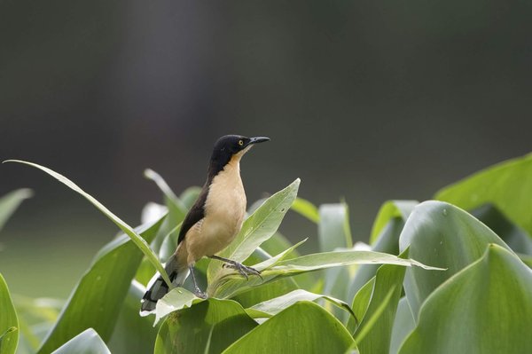 Wie kann ich verhindern, dass mein Hund beim Spaziergang Abfall frisst?