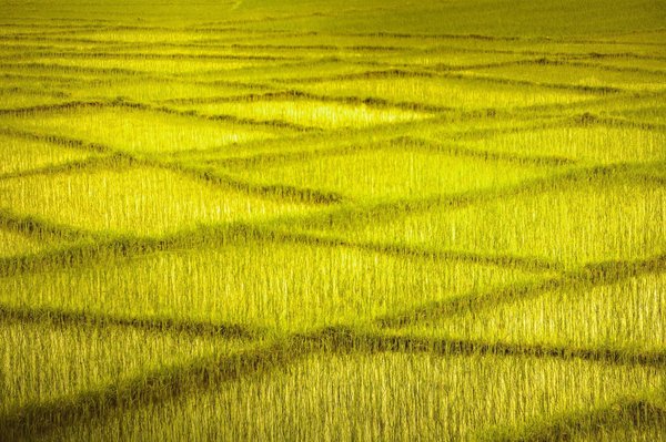 Kann die Nutzung von KI in der personalisierten Medizin die Behandlungsergebnisse für Patienten mit seltenen Krankheiten verbessern?